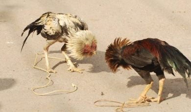 Indiana authorities arrested five people after a raid on an alleged cockfighting operation.