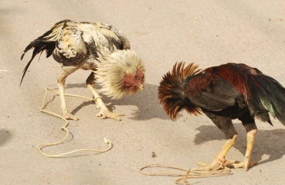 Indiana Gaming Commission Arrests 5 in Alleged Cockfighting and Gambling Case