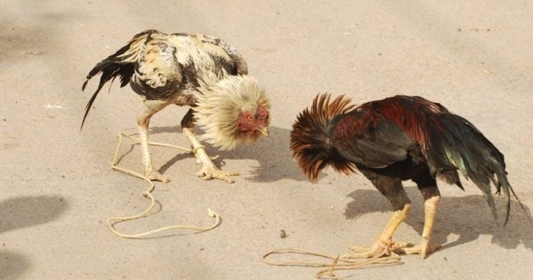 Indiana authorities arrested five people after a raid on an alleged cockfighting operation.