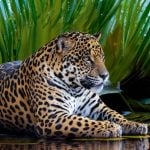 Amazon Rainforest Background with Leopard Sitting Near Riverbank