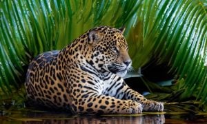 Amazon Rainforest Background with Leopard Sitting Near Riverbank