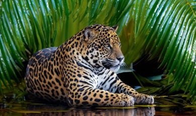 Amazon Rainforest Background with Leopard Sitting Near Riverbank