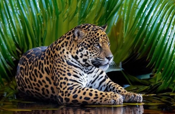 DraftKings Casino's New Cashingo Giveaway Could Send a Player to The Amazon