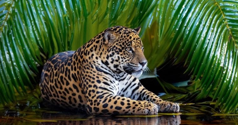 Amazon Rainforest Background with Leopard Sitting Near Riverbank